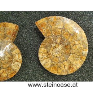 Ammoniten - Paar XL